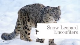 An encounter with Snow Leopard at Doodpathri - | Kashmir |