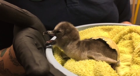 It's The Cutest—Oregon Zoo's First Humboldt Penguin Chick of 2018 Hatches