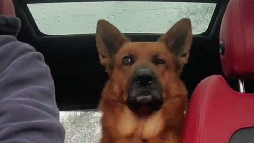Dog Has Complete Conversation With Head Tilts