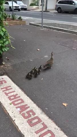 Duck Family Rescued by Police Amid Sydney Traffic