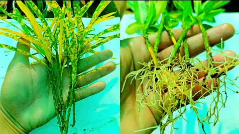 How to grow Croton from cuttings | Croton Cuttings Propagation