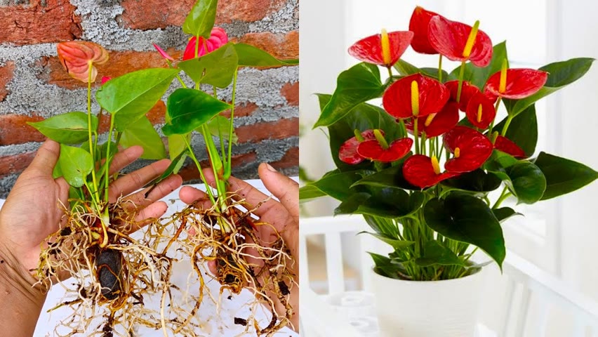 How to grow anthurium flower || Dividing Anthurium plant || Easy Gardening