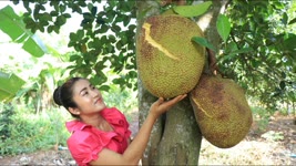 Pick Ripe Jackfruit From Jackfruit Tree / Ripe Jackfruit Recipe / Prepare By Countryside Life TV
