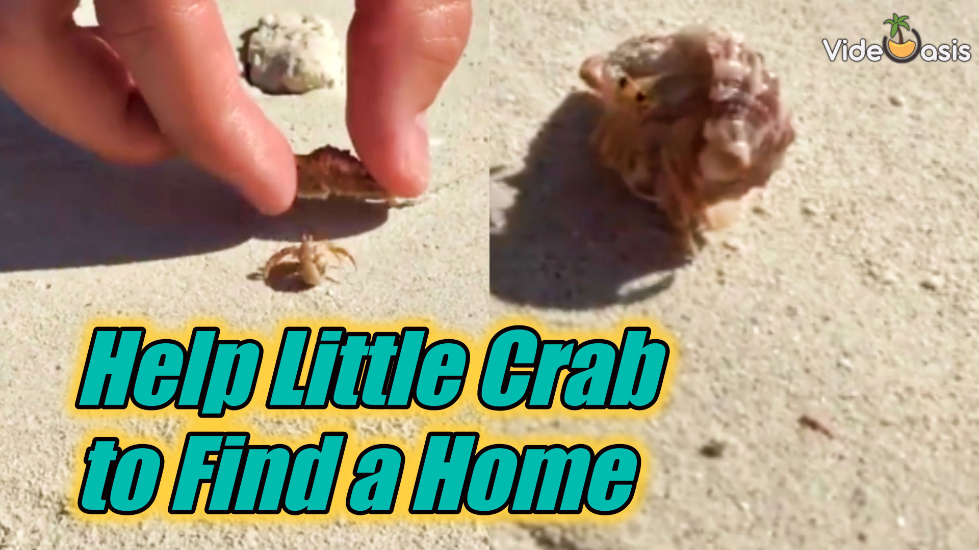 Help Homeless Hermit Crab Find a New Shell｜VideOasis