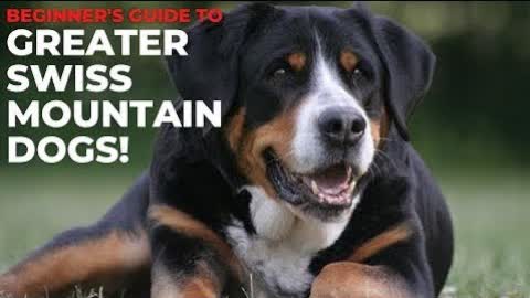 BEGINNER'S GUIDE TO GREATER SWISS MOUNTAIN DOGS