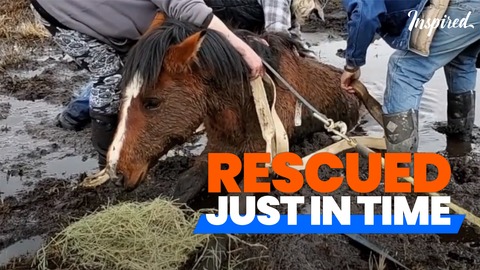 Wild Horse Rescue