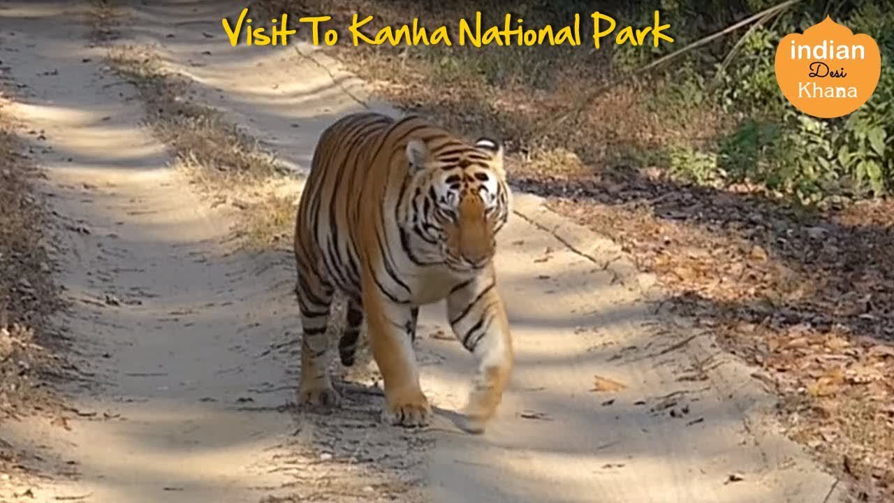 Visit To Kanha National Park | Royal Bengal Tiger | Tiger Kanha National Forest M.P. INDIA
