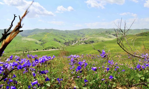 Spring Time 2021, Chino Hills State Park, CA 