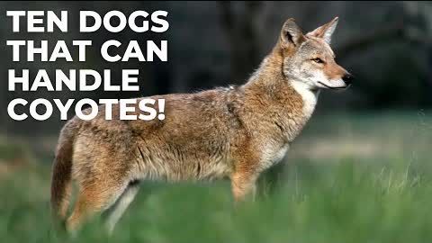 TEN BREEDS BEST EQUIPPED TO HANDLE COYOTES