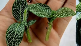 How to grow Fittonia from cuttings