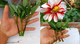 How to grow Dahlia from cuttings -With 100%Success || Easy Gardening