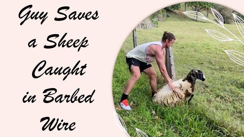 Guy Saves a Sheep Caught in Barbed Wire