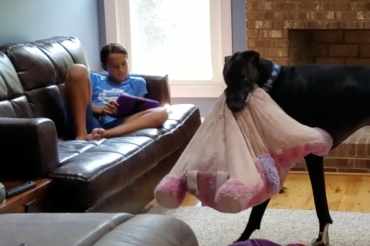 Great Dane Brings Favorite Pillow Downstairs to Sit On