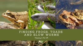 Finding Frogs and Slow Worms in the British Countryside