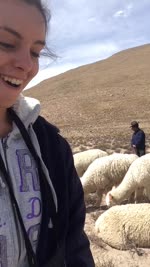Friendly Alpaca Wants a Selfie