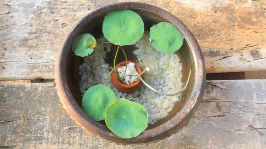 Lotus Plant Potting L Mini Pot L Gold Fish
