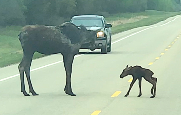 Mother Moose and Newborn Calf Cross Road