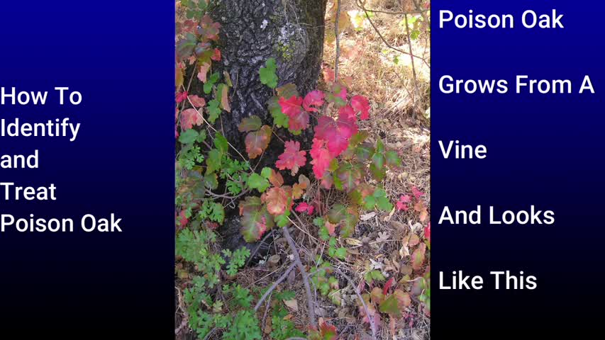 How to identify and treat poison oak explained in 51 seconds