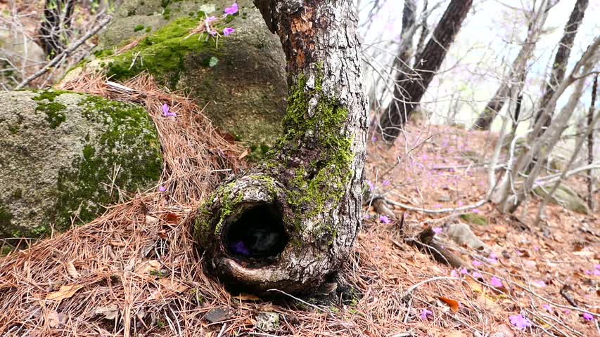 Interesting tree hole