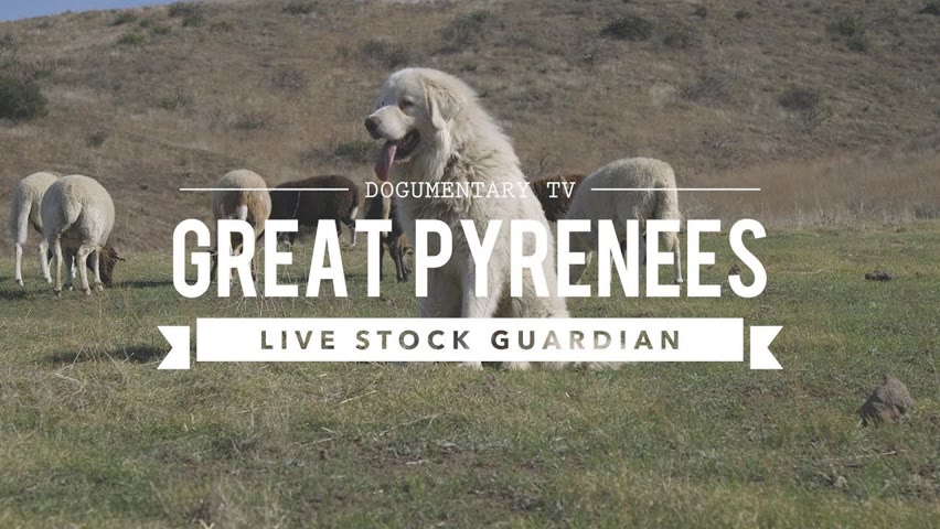 GREAT PYRENEES: LIVESTOCK GUARDIAN IN ACTION
