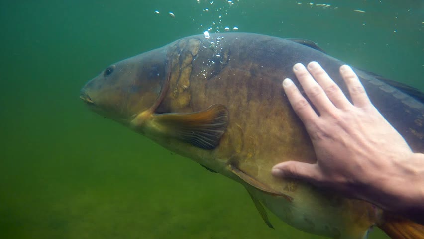 Rescuing a big carp that can't swim down (High quality).