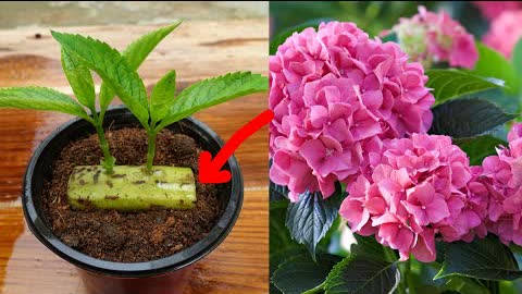 How to Grow Hydrangeas using Banana - With 100% Success