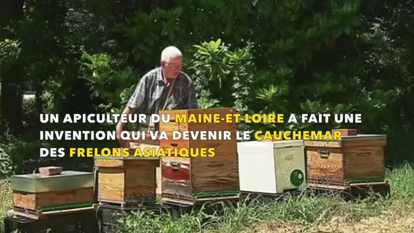 Maine-et-Loire : une invention qui s'apprête à devenir le cauchemar des frelons asiatiques