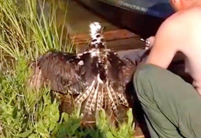 Rescue Osprey bird from clam