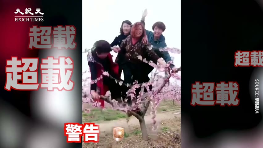 奇景⁉上樹的不是猴子🙈滿樹上都是大媽👩‍🦱【中國新聞】| 台灣大紀元時報