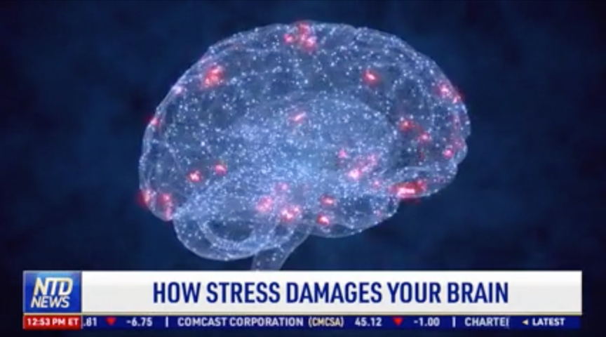 How Stress Damages Your Brain
