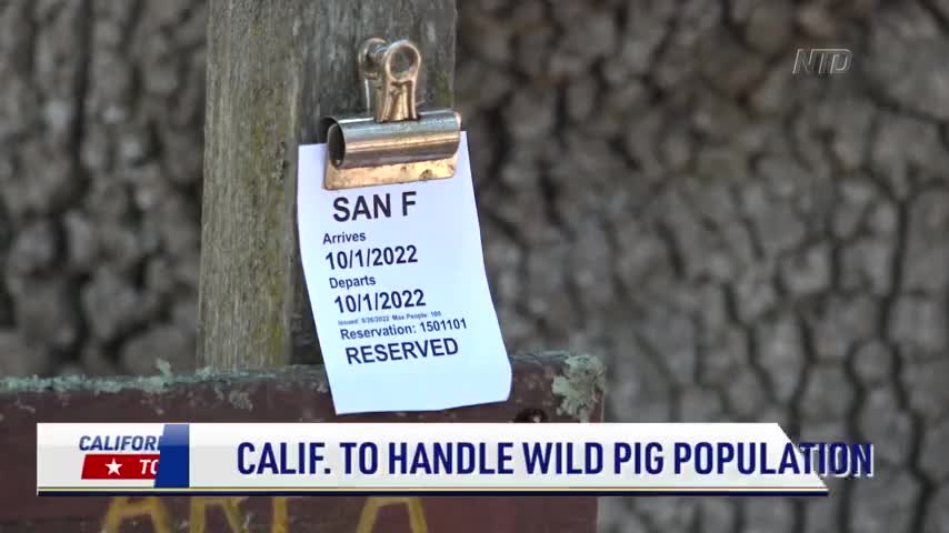 California Passes New Bill to Handle Wild Pig Population