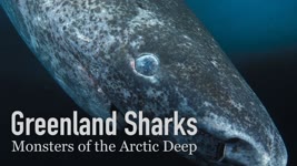 The 500-Year-Old Shark | Greenland Sharks