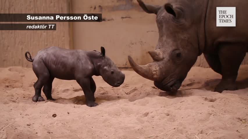 Babylycka på Kolmården – noshörningskalv född