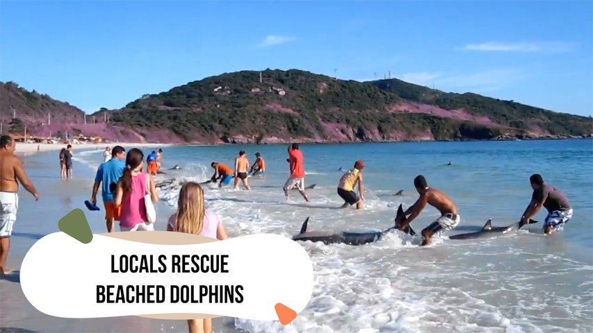 Locals Rescue 30 Plus Beached Dolphins