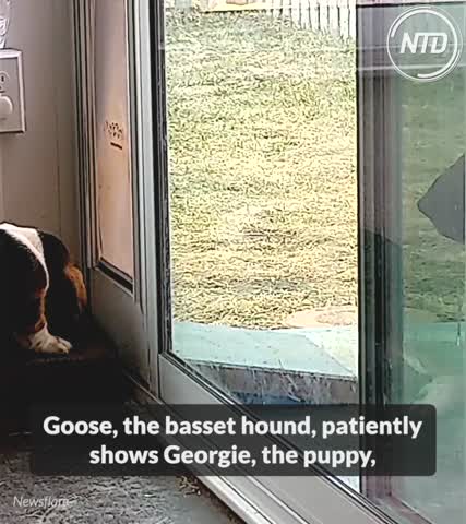 Aww! Patient older dog teaches young basset hound puppy how to use the pet door