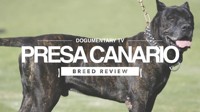 PRESA CANARIO BREED REVIEW