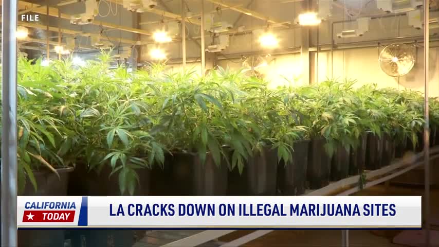 Los Angeles Cracks Down on Illegal Marijuana Sites