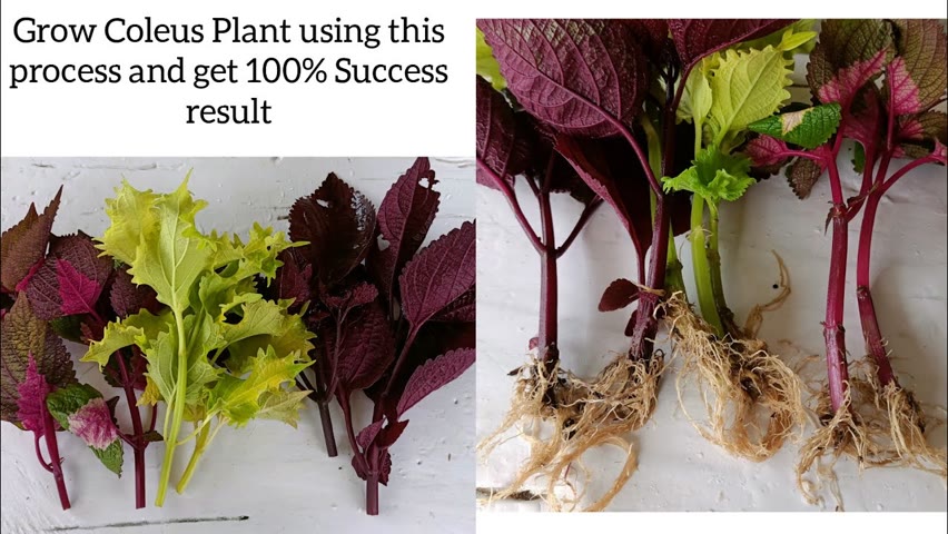 How to grow coleus ,coleus plant propagation from cuttings ,How to grow coleus plant , 100% Success