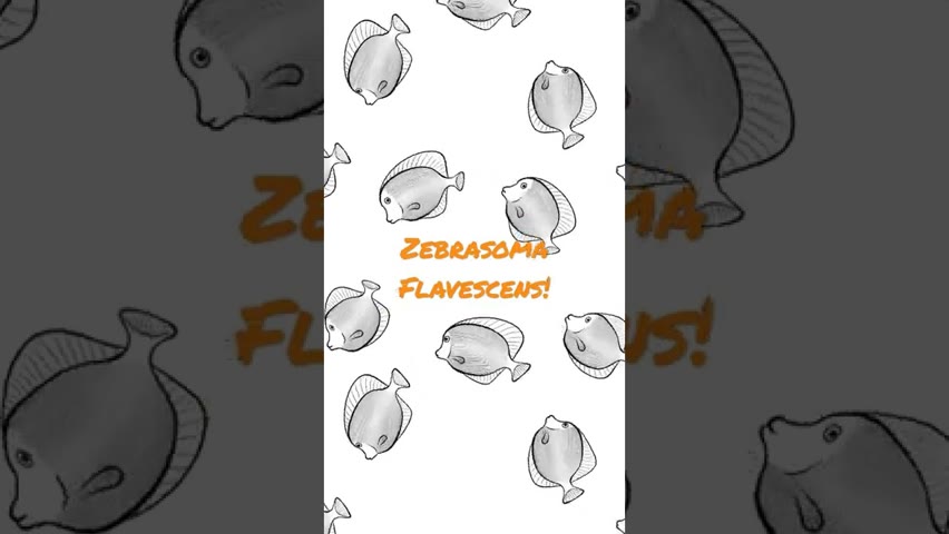 fish n°5: zebrasoma flavescens!