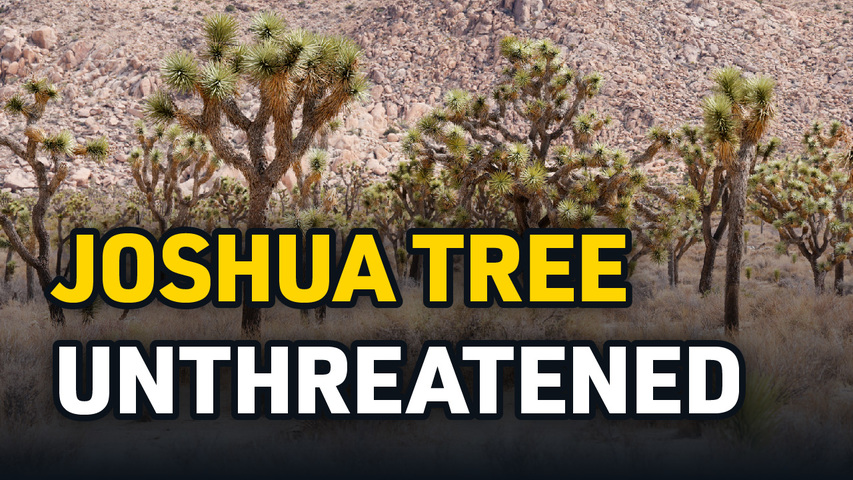 Joshua Tree Protection Remains Undecided; Lawmakers to Probe Gas Prices | California Today - June 21