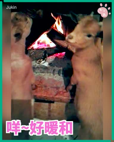 小山羊在火旁取暖😊  Goats Get Warm Next to Fire