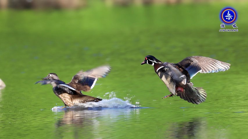北美鴛鴦 wood duck-北美最美麗的野鴨（三）| 鏡像世界 鏡像攝影