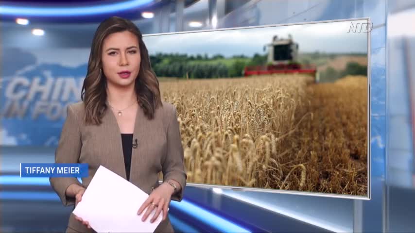 China’s Wheat Growers Face ‘Disaster’ Amid Heavy Rain