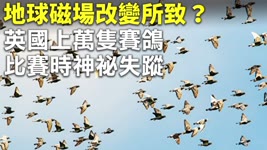 地球磁場改變所致？英國上萬隻賽鴿比賽時神祕失蹤 - 國際新聞 - 新唐人亞太電視台