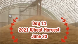 Day 11 - 2021 Wheat Harvest  / June 23 (Chase, Kansas)
