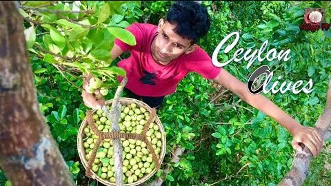 Pickled Ceylon Olives🍋Testy & Health Benefits Food / Village TV