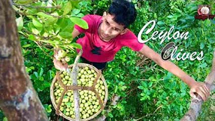 Pickled Ceylon Olives🍋Testy & Health Benefits Food / Village TV