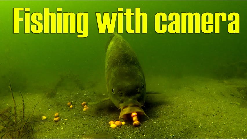 Mirror carp feeding in front of underwater camera (with rig in position).