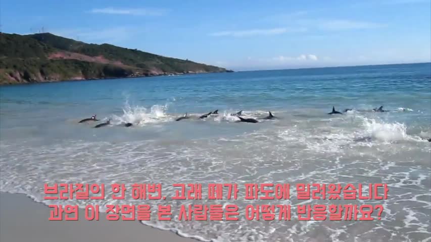 Dozens of dolphins wash up on shore & struggle to get back in the water—that’s when locals approach
