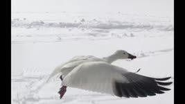 滨州中溪看雪雁（美國篇3)---Snow Geese Middle Creek Wildlife Area Pennsylvania（天使在人间第4期)；An Angel of This World